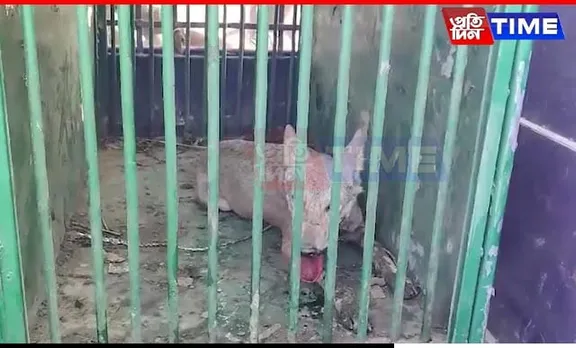 Fifth Man-Eating Wolf Captured in UP's Bahraich, One Remains at Large